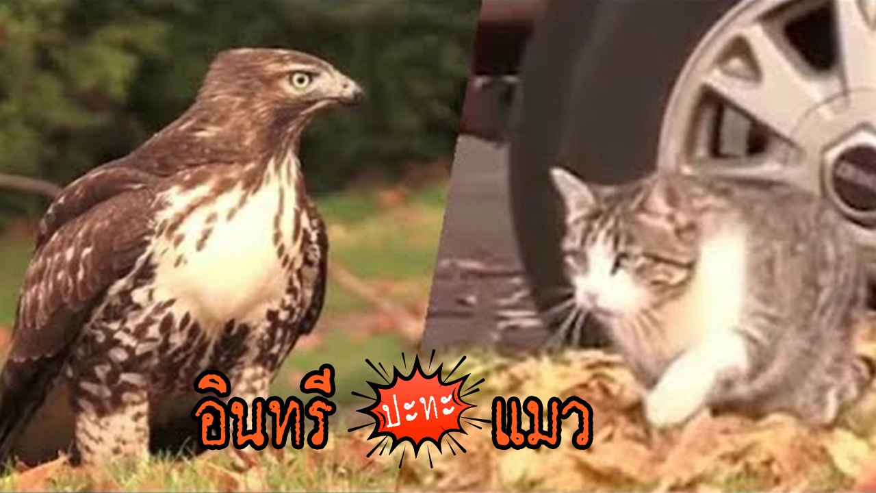 คนถ่ายระทึก ! ศึกหยุดโลก แมว vs อินทรี เมื่อ 2...