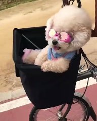 riding dog