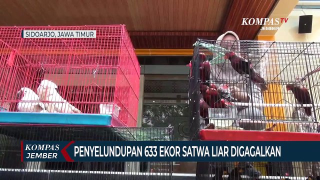 633 Ekor Satwa Liar Diselundupkan dari Luar Pulau, Sebagian Mati dalam Perjalanan