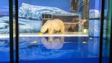 ハルビン・海洋極地館のベーリングとマリーギン (Feb25_2021)