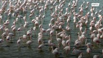 Flamingos return to Kazakhstan's Karakol Lake as spring begins