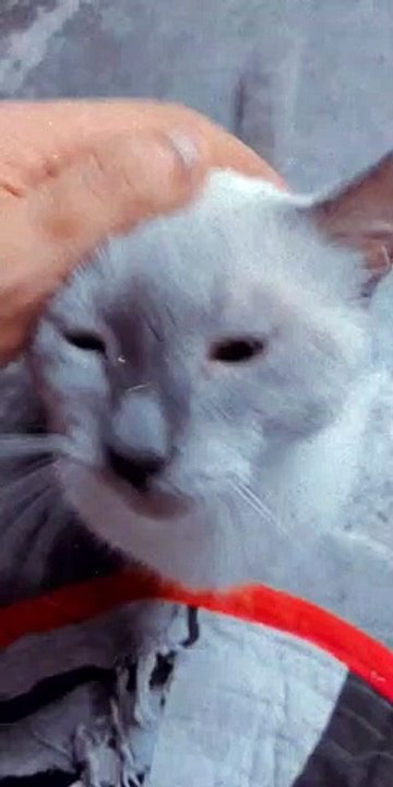 MEOW MEOW