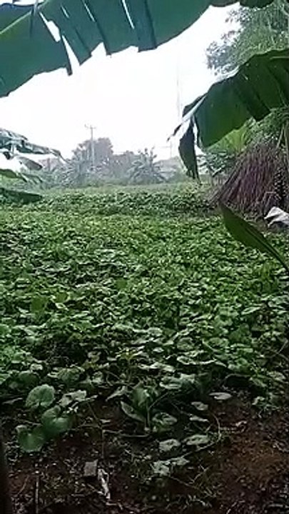 Tanaman yang berbahagia