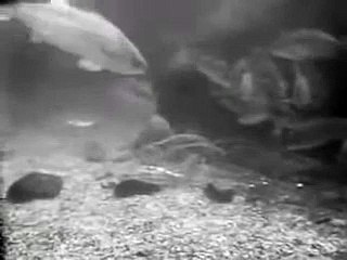 Sea Hunt 1x06 Female Of The Species