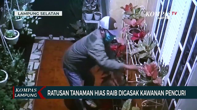 Ratusan Tanaman Hias Raib Digasak Pencuri