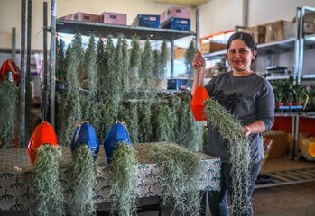 Toprağa ihtiyaç duymayan hava çiçekleri kadınların yeni gözdesi oldu