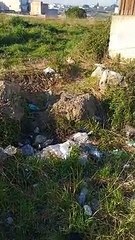 Andria: branco di cani abbandonato a se stesso. Residenti: "vittime di questo sistema. Aiutateci"