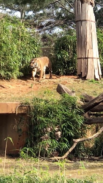 Watching The Tiger Moving Around  vijay hindi i...
