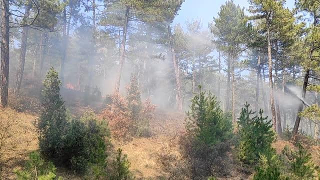 Son dakika haberi! Domaniç ilçesinde çıkan orman yangınına müdahale ediliyor