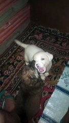 kakain ako madami daddy 