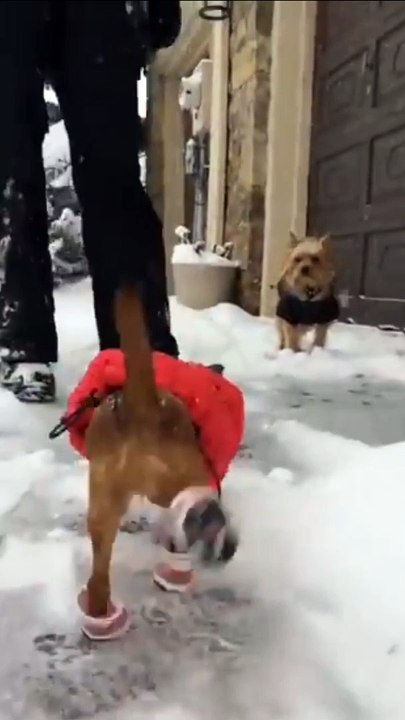 Funny Cute Dog