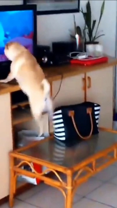 Funny Animals