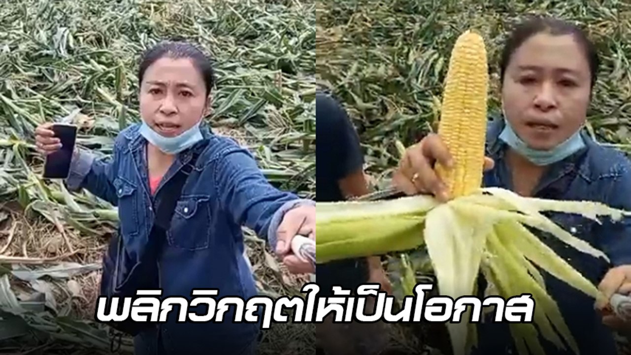 หญิงแกร่งไลฟ์ขายข้าวโพด กก. ละ 4 บาท ขอค่าปุ๋ยค...