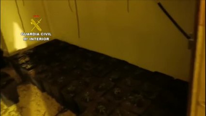 Download Video: Intervenidas 548 plantas de marihuana en una vivienda en Huelva con un detenido