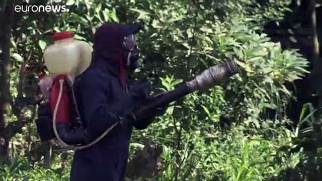 Нашествие саранчи угрожает продовольственной безопасности Кении