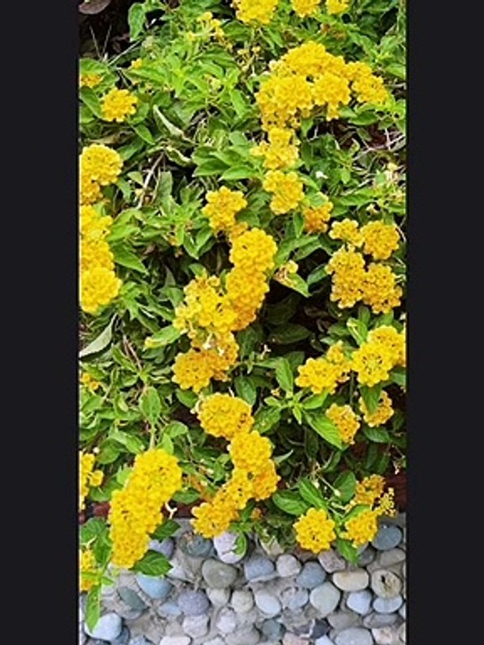 Flower Flower