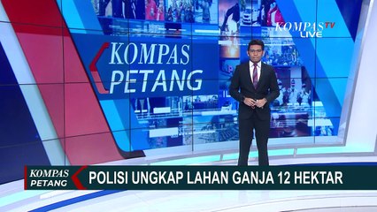 Download Video: Polres Jakbar Ungkap Ladang Ganja 12 Hektar di Sumatera Utara