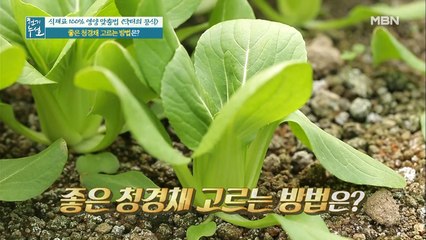 청경채 잘 고르는 법에서 보관까지! 청경채 궁금 타파!