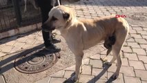 DENİZLİ Kangal cinsi sokak köpeğinin karnındaki tümör, ameliyatla alındı