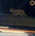 Un chat sur un TGV retarde les passagers pendant 2 heures