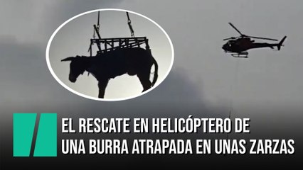 Las imágenes del rescate en helicóptero de una burra en Madrid