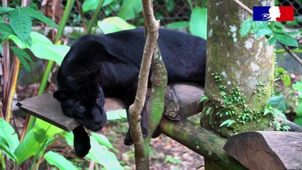 Inspection en faune sauvage captive au Zoo de Guadeloupe