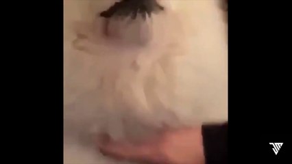 MEMES THAT MADE MY DOG GO BRRR | MEME 12 | TRY NOT TO LAUGH!