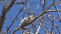 AFYONKARAHİSAR - Ağaçta mahsur kalan kediyi itfaiye ekipleri kurtardı