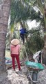 Picking coconuts