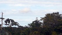 Boeing 767-300ER PT-MSW na aproximação final antes de pousar em Manaus vindo de Guarulhos