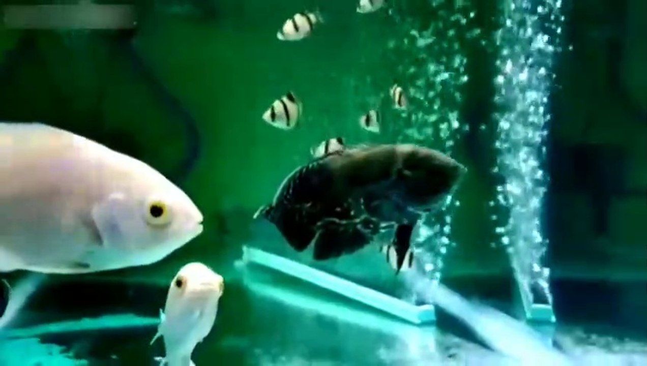 Oscar Ornamental Fish, Beautiful And Unique Predator Fish Suitable For Aquariums Can Be Mixed With Other Fish