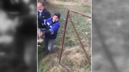 KASTAMONU - Girdiği bahçede mahsur kalan karaca kurtarılarak doğaya salındı