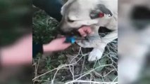 Bahçe tellerine takılan köpeği itfaiye ekipleri kurtardı