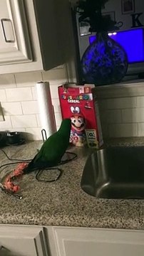 Un paquet de céréales se venge d'un perroquet