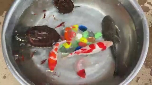Wow!!! Cute Gold Fish, Koi, Guppy Guppies, Carp Fish, Turtle in water bowl