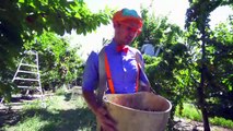 Blippi visita un granja de cerezas | Nuevo Video! | Videos Educativos para Niños