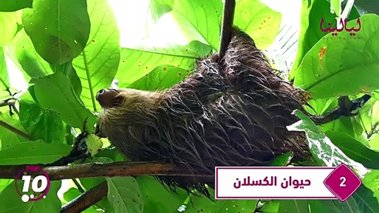 توب 10-أبطأ 10 حيوانات