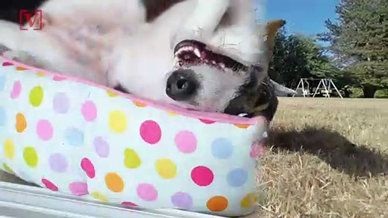 Ever Wonder Why Dogs Have Cold Noses? Science Explains video Dailymotion