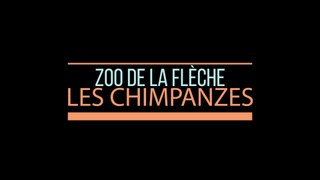 Les chimpanzés du zoo de La Flèche / The chimpanzees of La Flèche zoo