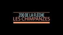 Les chimpanzés du zoo de La Flèche / The chimpanzees of La Flèche zoo