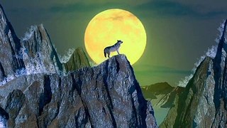 Why Coyotes Howl At The Moon?