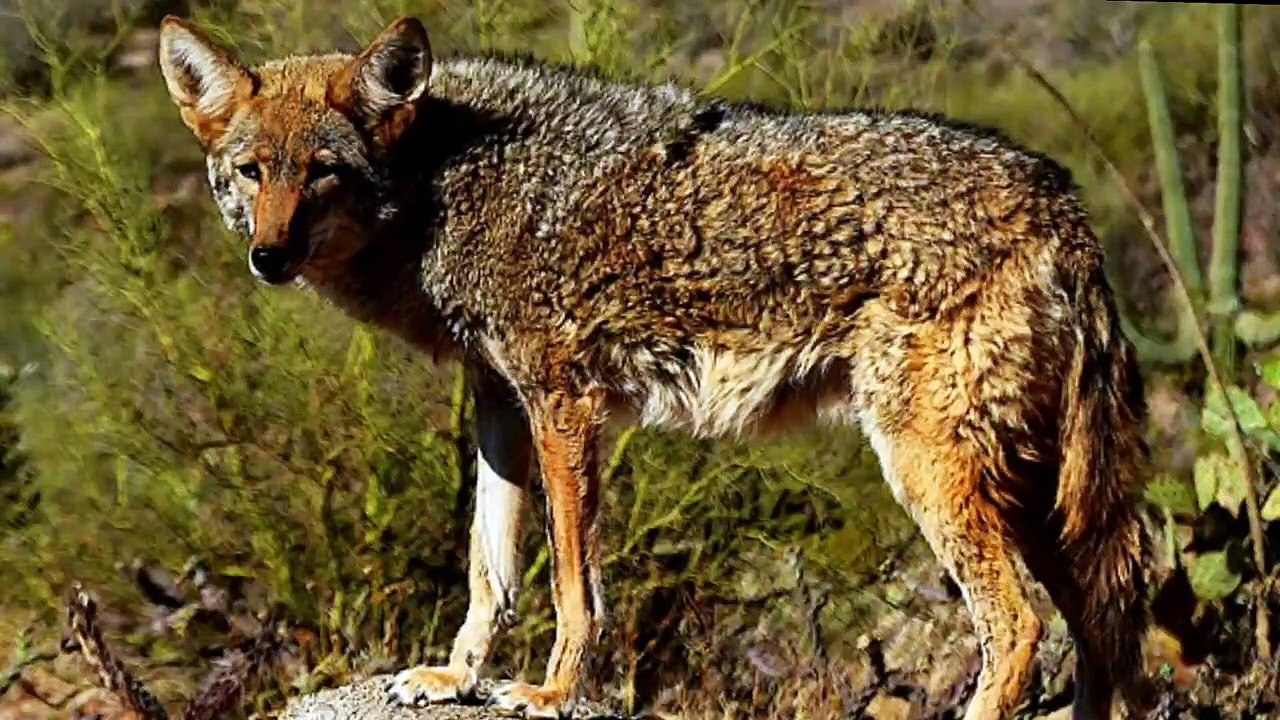 What Coyote Eats