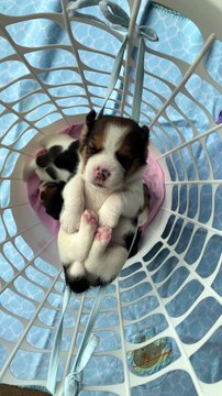Beagle Puppy Sleeping in Makeshift Mask Hammock