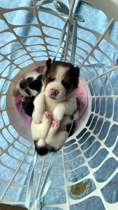 Beagle Puppy Sleeping in Makeshift Mask Hammock