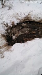 Man Saves Domestic Reindeer From Mud Hole