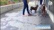Animais resgatados de maus-tratos em Vila Velha serão colocados para adoção