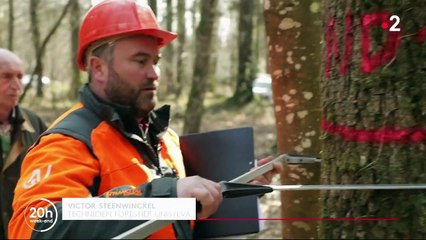 Cathédrale de Notre-Dame : à la recherche de chênes centenaire pour reconstruire la flèche