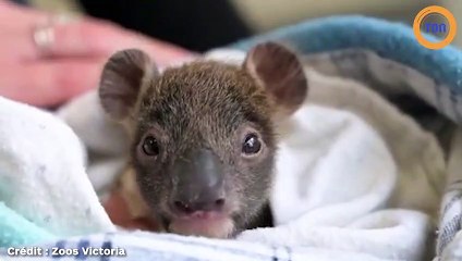 Ce bébé koala orphelin se fait soigner après être tombé d'un arbre