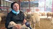 İZMİR - Devlet desteğiyle çiftlik kuran kadın girişimci, kuzularını 'anne şefkatiyle' büyütüyor