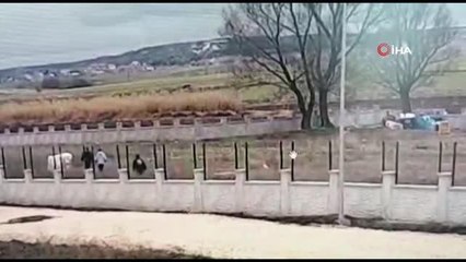 Kendi köpekleri için sokak köpeklerinin kulübelerini çaldılar